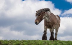 Desktop image. Animals. ID:57309