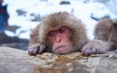 Desktop image. Animals. ID:57319