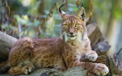 Desktop image. Animals. ID:57336