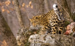 Desktop image. Animals. ID:57342