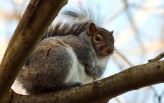 Desktop image. Animals. ID:57344