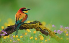 Desktop image. Animals. ID:57346