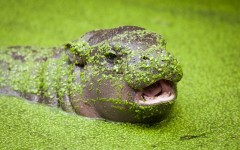 Desktop image. Animals. ID:57347