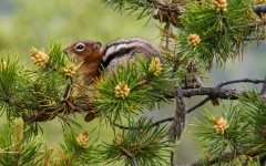 Desktop image. Animals. ID:57353