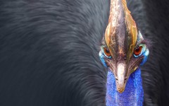 Desktop image. Animals. ID:57381