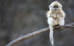 Desktop image. Animals. ID:57382