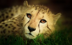 Desktop image. Animals. ID:57388