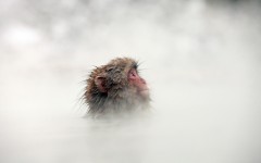 Desktop image. Animals. ID:57391