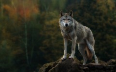 Desktop image. Animals. ID:57398