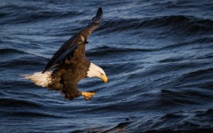 Desktop image. Animals. ID:57428