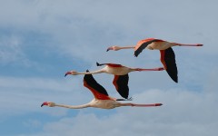 Desktop image. Animals. ID:57470