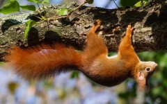 Desktop image. Animals. ID:57484