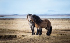 Desktop image. Animals. ID:57487
