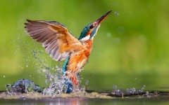Desktop image. Animals. ID:57492