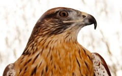 Desktop image. Animals. ID:57497