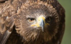 Desktop image. Animals. ID:57499