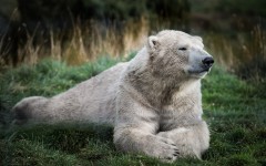 Desktop image. Animals. ID:57503