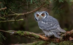 Desktop image. Animals. ID:61749