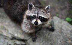 Desktop image. Animals. ID:61751