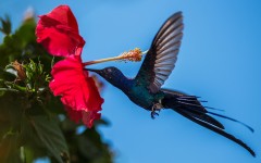 Desktop image. Animals. ID:61773
