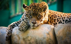 Desktop image. Animals. ID:61775
