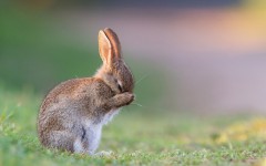 Desktop image. Animals. ID:61805