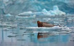 Desktop image. Animals. ID:61855