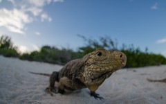 Desktop image. Animals. ID:61860