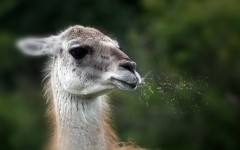 Desktop image. Animals. ID:61864