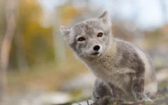 Desktop image. Animals. ID:61870