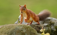 Desktop image. Animals. ID:61882