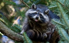 Desktop image. Animals. ID:61958