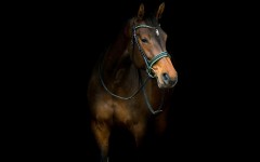 Desktop image. Animals. ID:61963