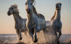 Desktop image. Animals. ID:61971