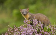 Desktop image. Animals. ID:62000