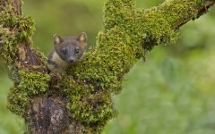Desktop image. Animals. ID:62001
