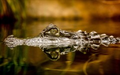 Desktop image. Animals. ID:62044