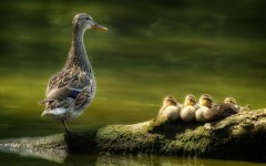 Desktop image. Animals. ID:62052