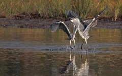 Desktop image. Animals. ID:62062