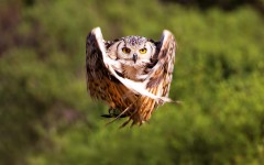 Desktop image. Animals. ID:62065