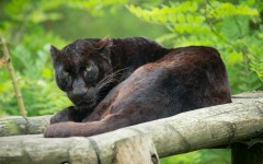 Desktop image. Animals. ID:62069