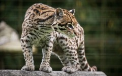 Desktop image. Animals. ID:62074