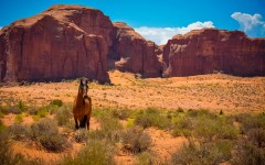 Desktop image. Animals. ID:62117