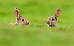 Desktop image. Animals. ID:62121