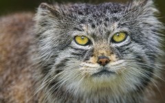 Desktop image. Animals. ID:62124