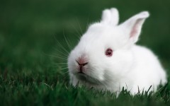 Desktop image. Animals. ID:62139