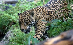 Desktop image. Animals. ID:62165