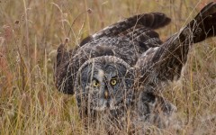 Desktop image. Animals. ID:62170