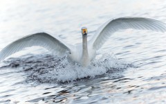 Desktop image. Animals. ID:62181