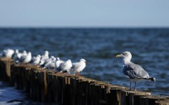Desktop image. Animals. ID:62182